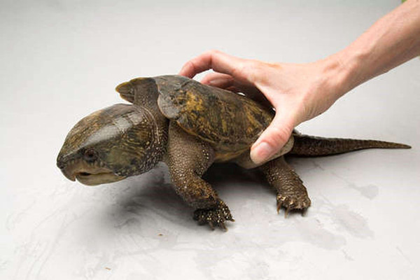 Cấp phép gây nuôi rùa đầu to: Nhiều lỗ hổng