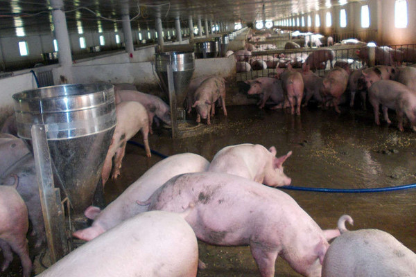 Quảng Nam ra công văn “khẩn” ứng phó dịch tả lợn châu Phi