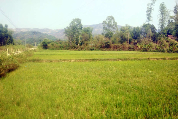 Huyện Điện Biên: Sản xuất nông nghiệp bị ảnh hưởng do nắng nóng kéo dài