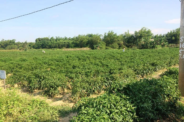 Đà Nẵng: UBND quận, huyện cho phép miễn, giảm tiền sử dụng đất