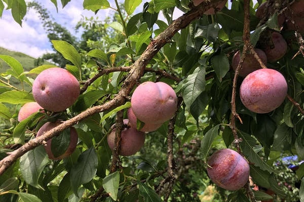 Tuần lễ mận và nông sản an toàn tỉnh Sơn La diễn ra hết ngày 26/5 tại Hà Nội