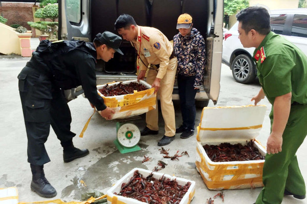 Lạng Sơn: Bắt giữ gần 50 kg tôm hùm đất nhập lậu từ Trung Quốc