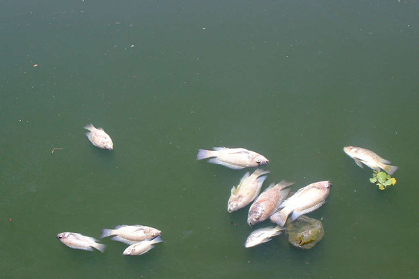 Quảng Nam: Cá chết nổi đầy hồ điều hòa Nguyễn Du