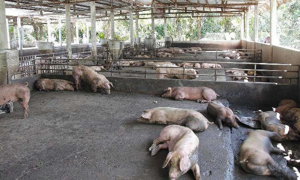 Hai ngày, bệnh Dịch tả lợn châu Phi phát sinh tại 1.290 hộ nuôi