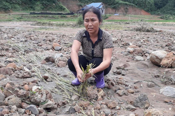 Thái Nguyên: Mưa lớn nhiều diện tích lúa chiêm đang chín bị chìm trong nước thải