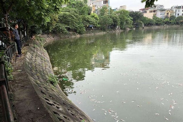 Vụ cá chết tại hồ Văn Chương, quận Đống Đa: Nguyên nhân từ sự thay đổi thời tiết