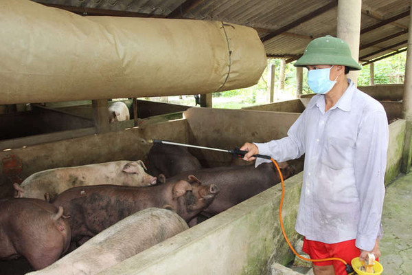 Tiền Giang: Đối phó với dịch tả lợn châu Phi