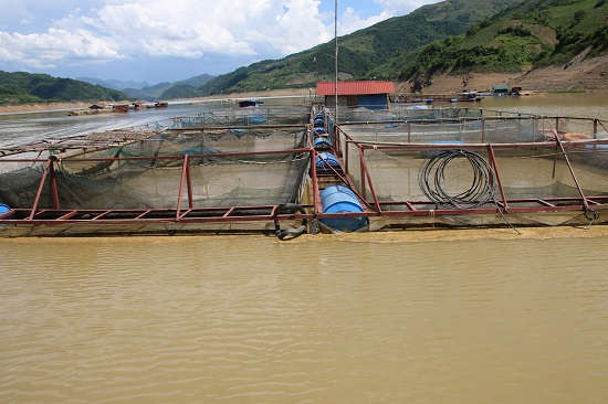 Sơn La: Nước sông Đà đột ngột rút mạnh, dân nuôi cá lo sốt vó