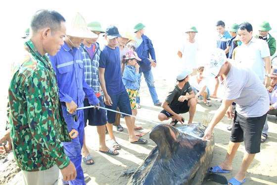 Phát hiện con cá voi nặng gần 1 tấn trôi dạt vào bờ biển