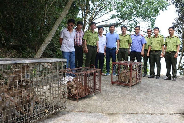 Ngăn chặn buôn bán động vật hoang dã xuyên quốc gia: Cần đồng bộ và quyết liệt