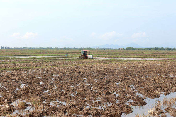 Chuyển mục đích sử dụng đất trồng lúa trên địa bàn 2 tỉnh Thái Nguyên và Quảng Ninh