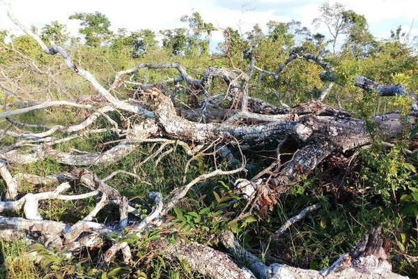 Gia Lai: Ban Quản lý Rừng phòng hộ Đức Cơ để mất hơn 9.000ha rừng