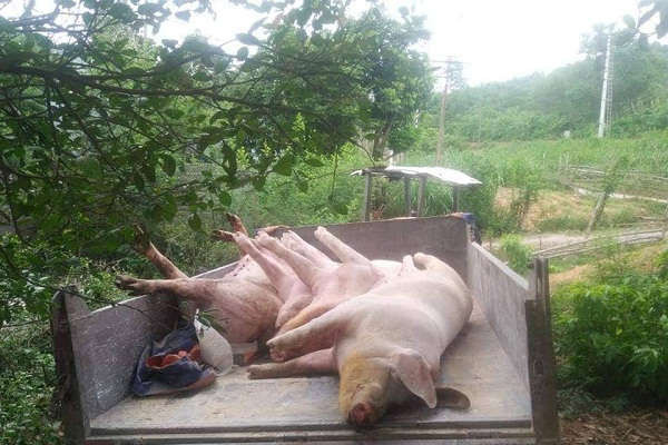 Quảng Bình: Xuất hiện ổ dịch tả lợn châu Phi