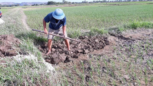 Nghệ An: Hạn hán, nhiều diện tích lúa thiếu nước trầm trọng