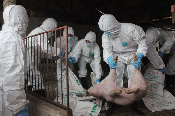 Hà Nội tiêu hủy xấp xỉ 30% tổng đàn lợn vì dịch tả châu Phi