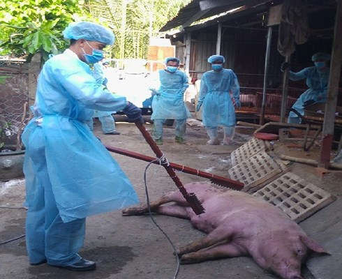 Hỗ trợ phòng, chống bệnh dịch tả lợn Châu Phi