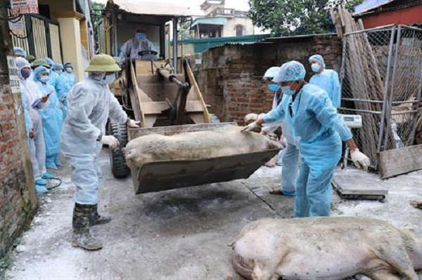 Thường Tín – Hà Nội: Không để tình trạng lợn chết vứt bừa bãi
