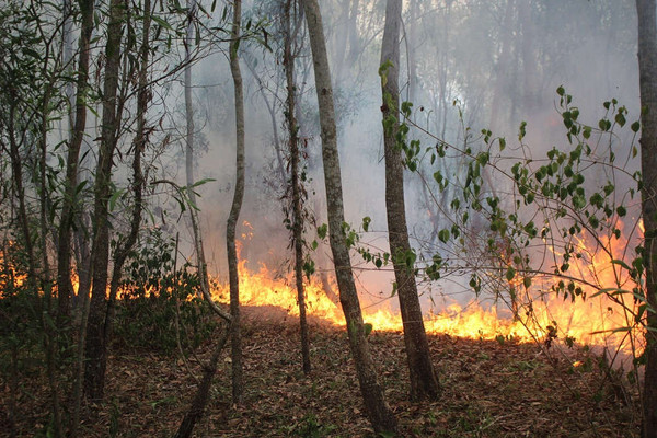 Liên tiếp cháy rừng tại Quảng Nam, Quảng Ngãi gây nhiều thiệt hại