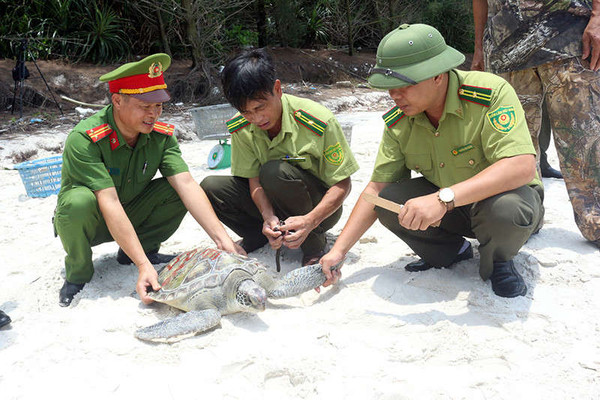 Quảng Ninh: Thả 3 cá thể vích về biển