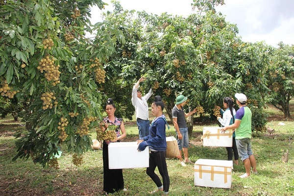 Tuần lễ Nhãn và nông sản an toàn tỉnh Sơn La 2019 diễn ra từ ngày 19/07 tại Hà Nội