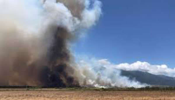 Mỹ: Thống đốc Hawaii tuyên bố tình trạng khẩn cấp về vụ cháy rừng ở Maui