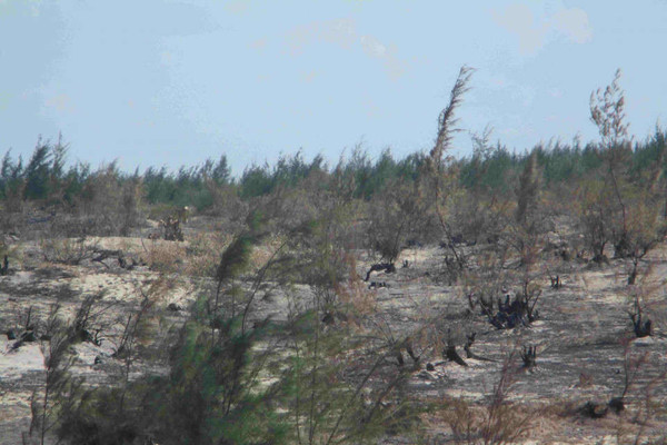 Bình Định: Cần xác định nguyên nhân rừng phi lao bị cháy trên khu vực Nhà máy Phong điện Phương Mai 1