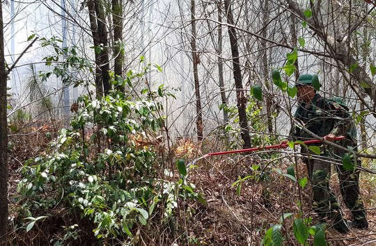 Huy động hơn 1.000 người tham gia dập lửa, cứu rừng thông đặc dụng ở TP Huế