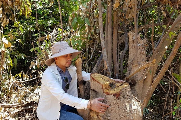 Quảng Bình: Hàng chục ha rừng phòng hộ Quảng Trạch bị “xẻ thịt”