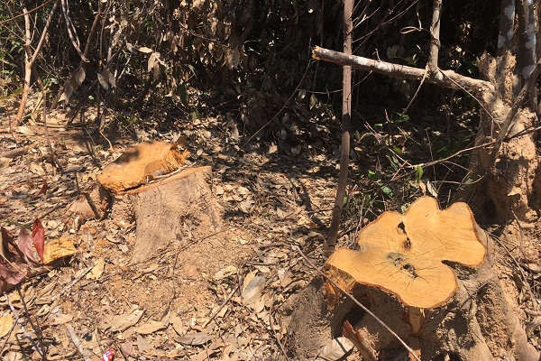 Vụ “Hàng chục ha rừng phòng hộ Quảng Trạch bị “xẻ thịt” tại Quảng Bình”: Cần làm rõ ai đứng sau vụ phá rừng?