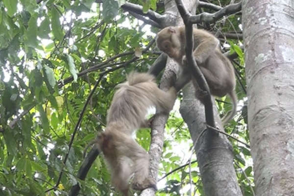 Hà Tĩnh: Thả 12 cá thể khỉ về Vườn quốc gia Vũ Quang