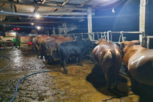 Quảng Nam: Xử lý nghiêm hành vi bơm nước vào bò để giết mổ nhằm tăng trọng