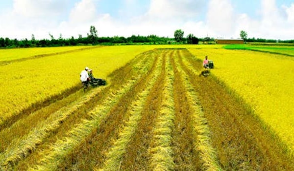 Công bố công khai quy hoạch, kế hoạch sử dụng đất