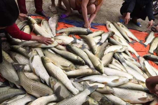 16 tấn cá lồng chết do ô nhiễm hữu cơ trên sông Bồ