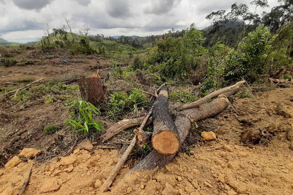 Lâm Đồng: Bắt giữ 3 đối tượng phá hơn 2,4ha rừng để chiếm đất sản xuất