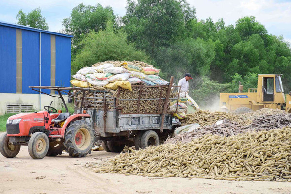Thừa Thiên Huế: Lo sợ mưa lũ tái diễn, dân thu hoạch sắn “bán tháo” cho nhà máy
