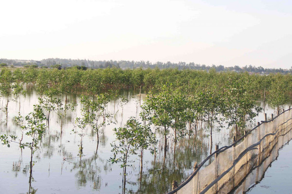 Thừa Thiên Huế: Phát triển hiệu quả trồng rừng ngập mặn