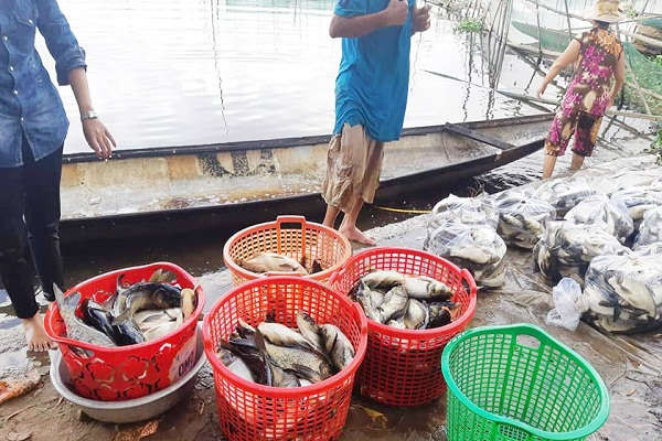 Thừa Thiên Huế: Cá chết hàng loạt trên sông Đại Giang