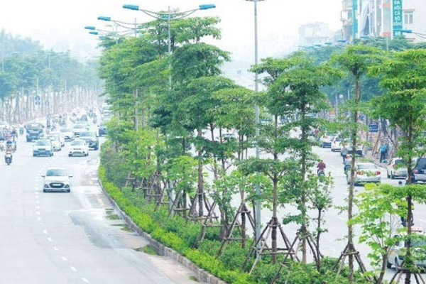 Chuyên gia nói gì về đề xuất trồng 600.000 cây không đấu thầu của Hà Nội