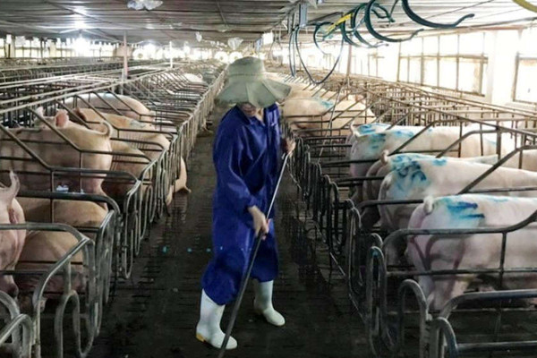 Gồng mình cứu ngành chăn nuôi trong cơn “bão bệnh” ở Hà Tĩnh: Bài 1: Lao đao bởi dịch tả lợn châu Phi