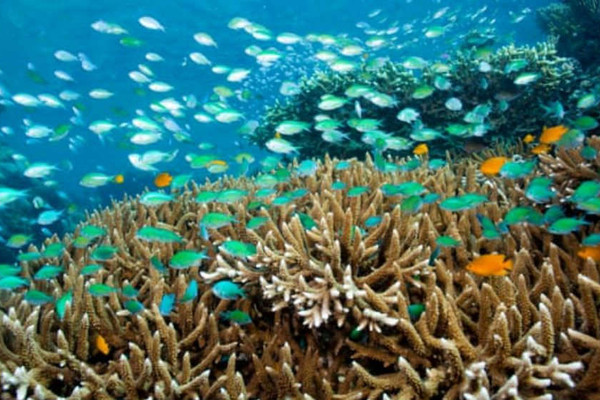Axit hóa đại dương có thể gây ra sự tuyệt chủng