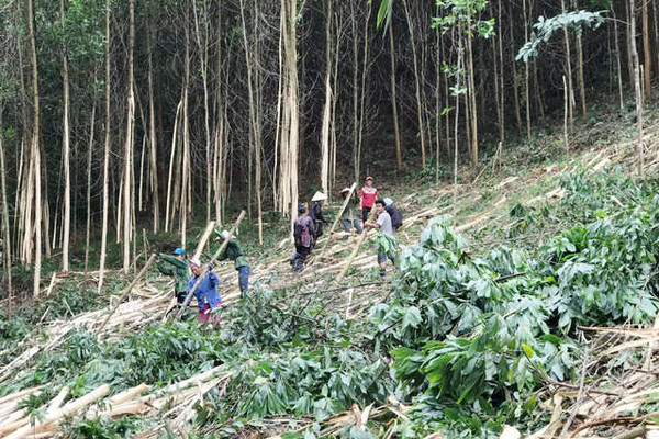 Quảng Ninh: Hiệu quả từ  phát triển rừng gắn với giảm nghèo bền vững