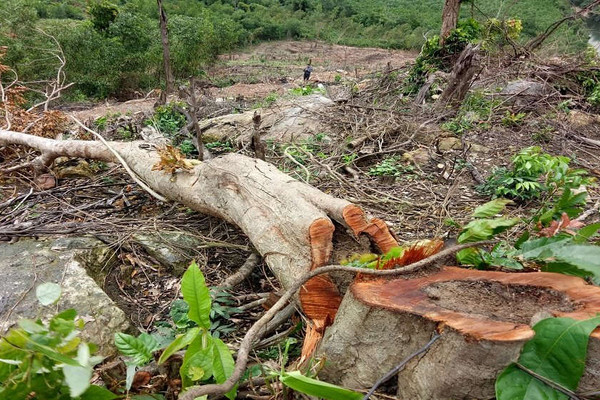 Quảng Bình:  Xã ký hợp đồng “cho” dân phá 13 ha rừng tự nhiên