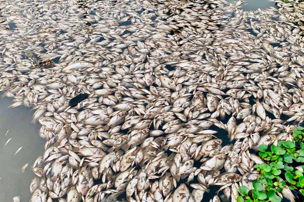  Xuất hiện cá chết hàng loạt trên sông Chanh