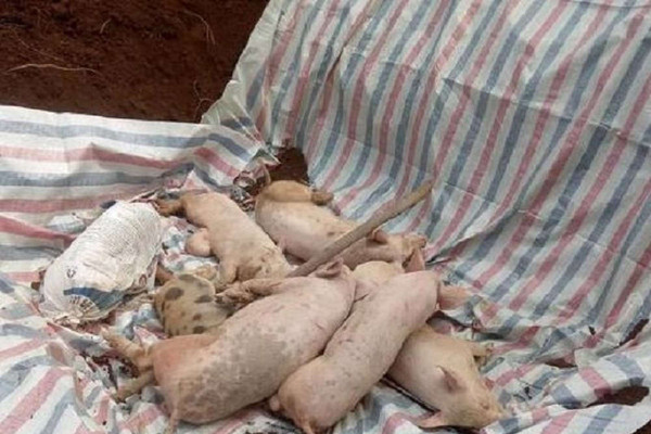 Nghệ An tiêu hủy gần 82 nghìn con lợn dịch tả lợn Châu Phi