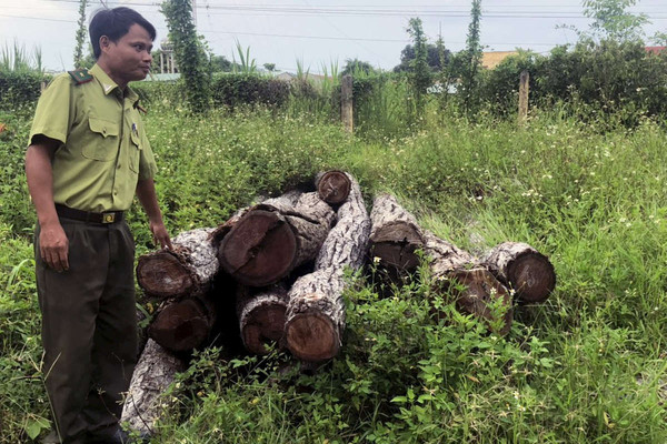 Chuyển Công an điều tra vụ việc Ban quản lý rừng để mất gần 1.500ha rừng