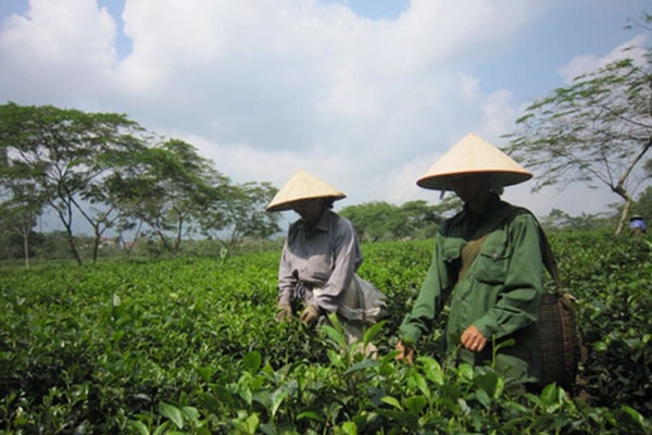 Bộ TN&MT đề xuất 7 giải pháp quản lý đất nông, lâm trường
