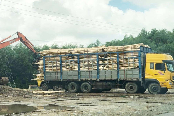 Nam Đông (Thừa Thiên Huế): Nhiều cơ sở thu mua gỗ hoạt động sai quy định