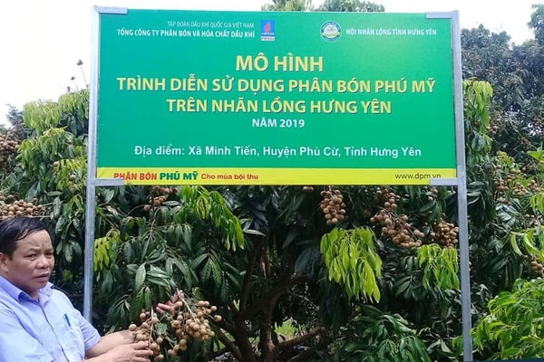 Ứng dụng Phân bón Phú Mỹ trong phát triển cây nhãn lồng Hưng Yên