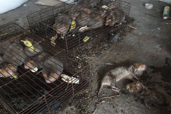Nhiều cá thể động vật hoang dã đang chết dần trong kho hải quan ở Quảng Trị