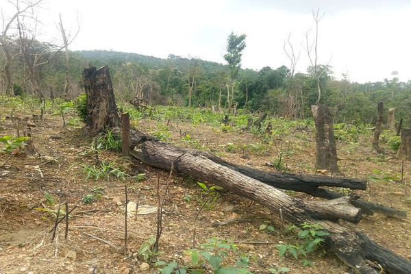 Quảng Bình: Rừng tự nhiên Cao Quảng bị lấn chiếm nghiêm trọng